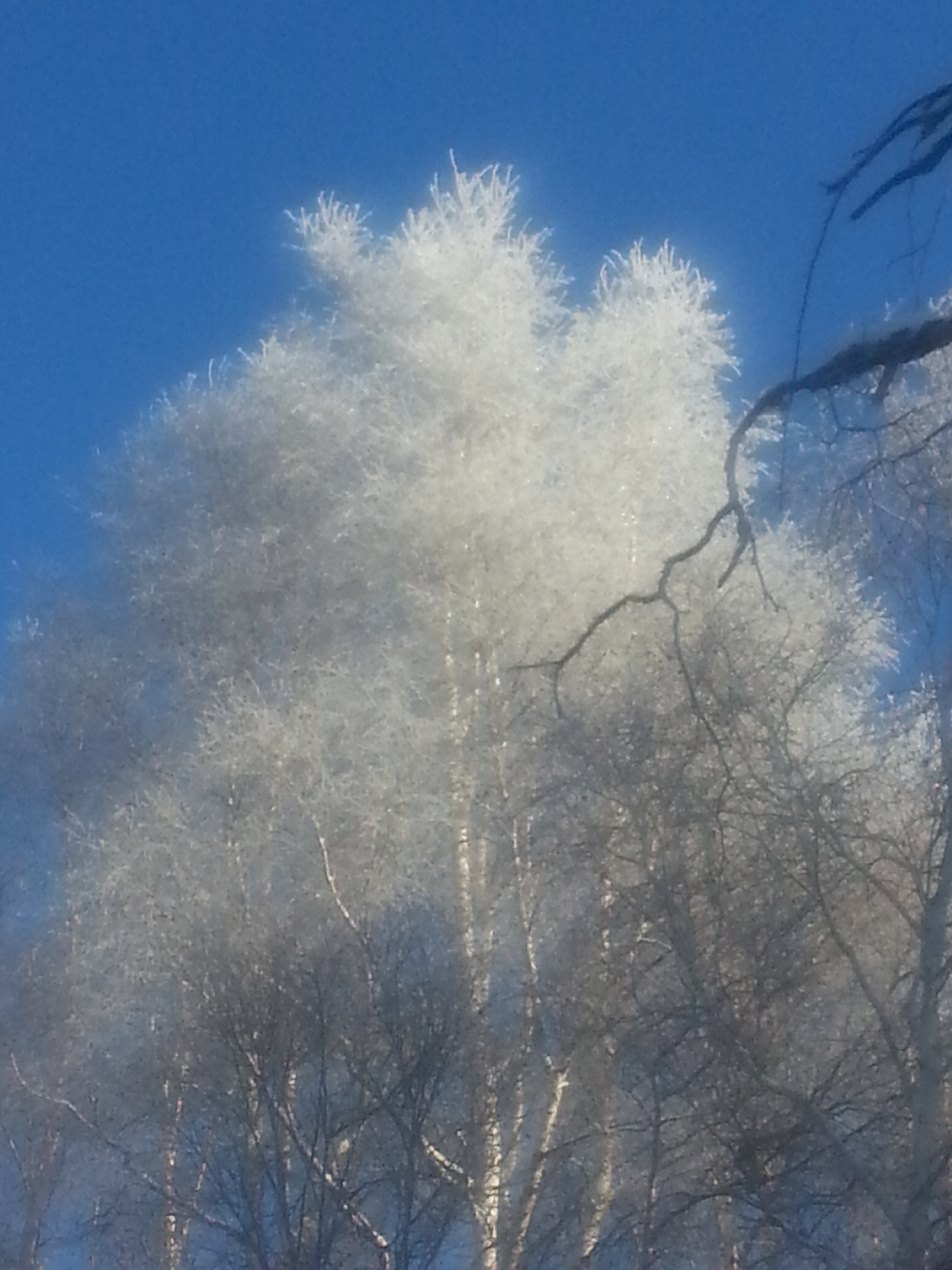 winter frost 1