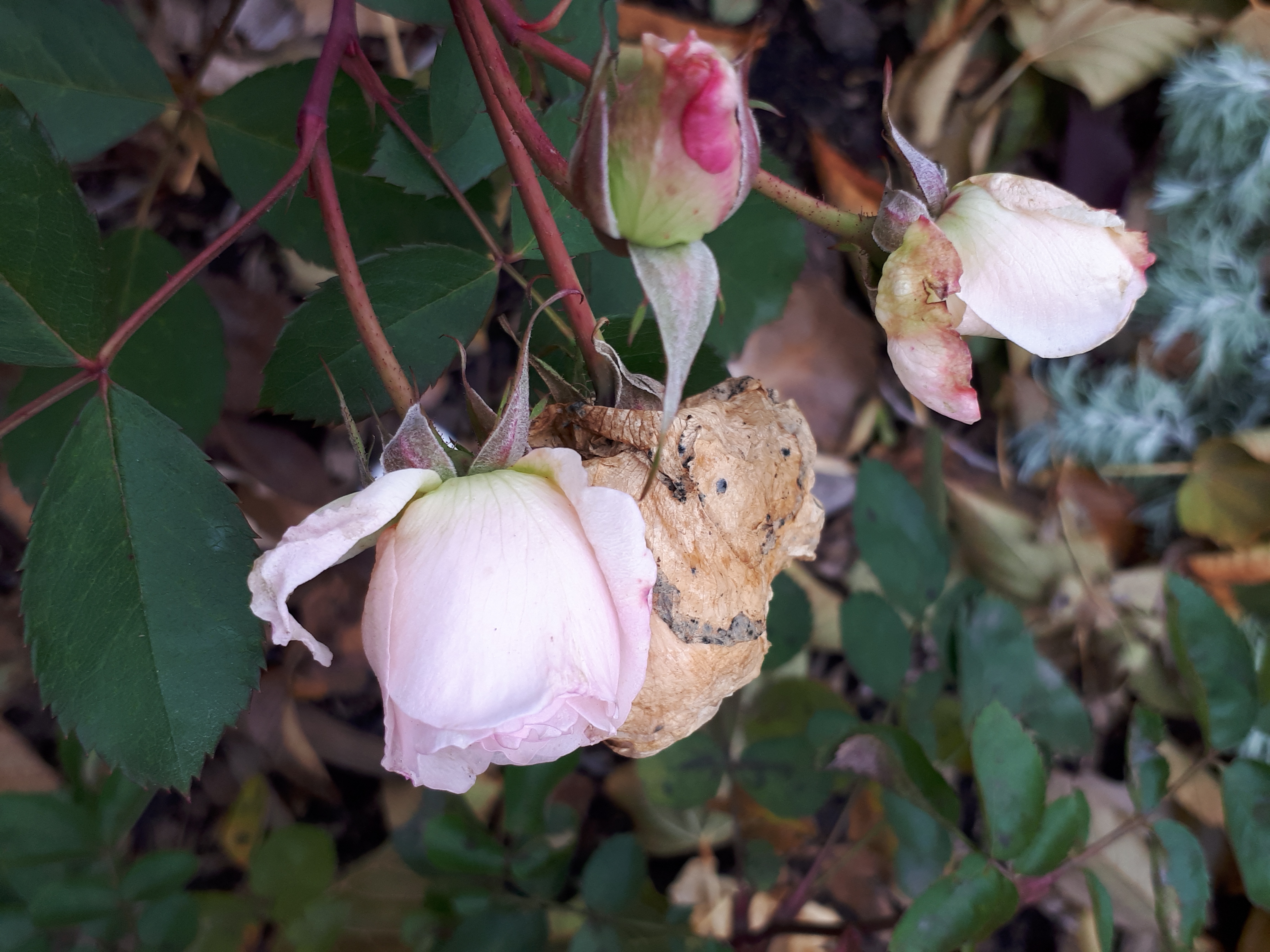 Season's End, Perspectives with Panache, 2019