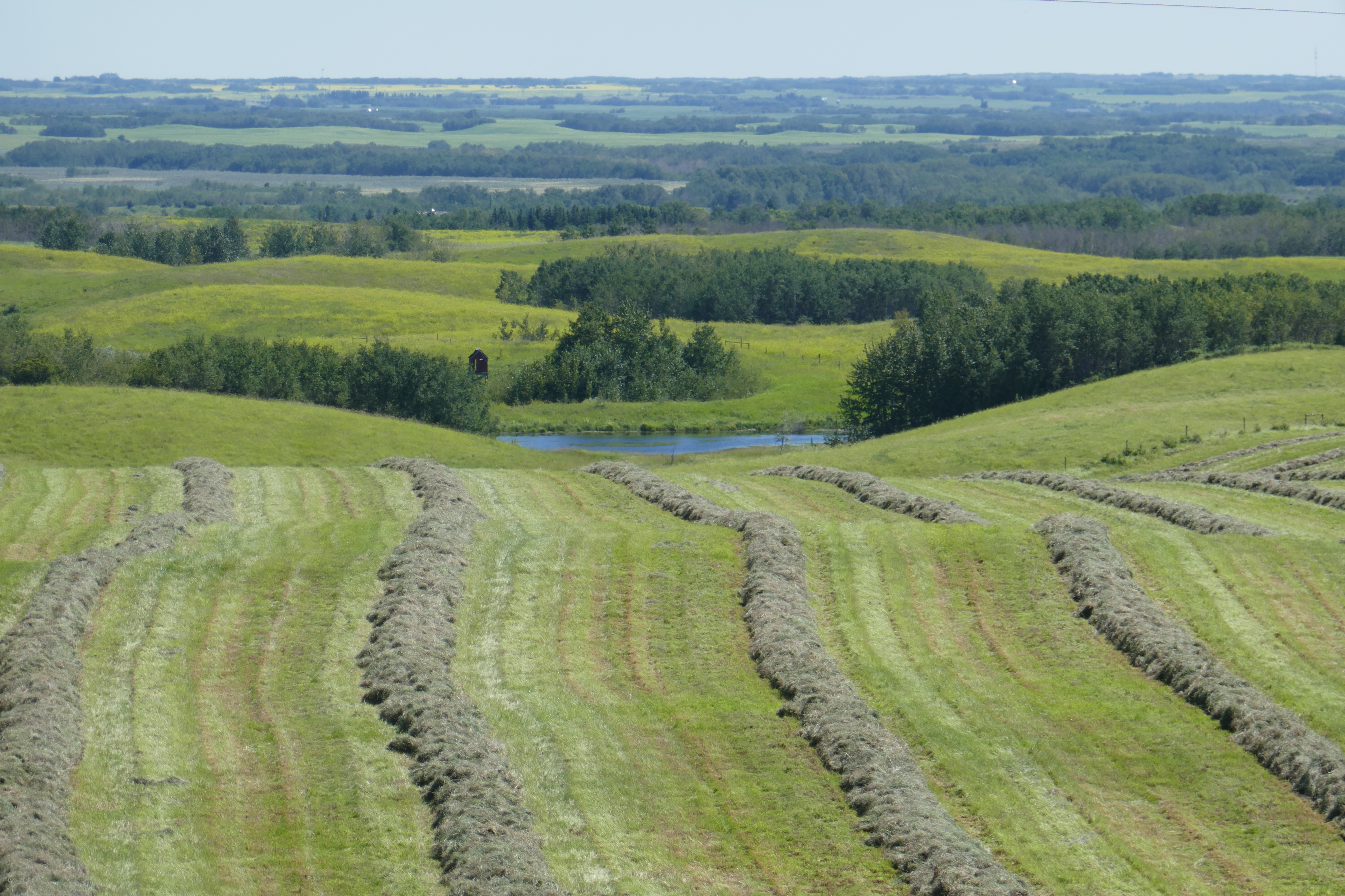 Perspectives with Panache, 2020