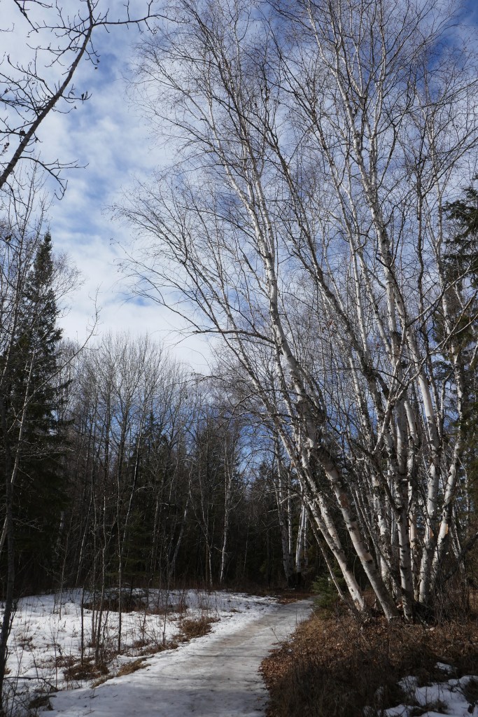 snow white paths and aspens
